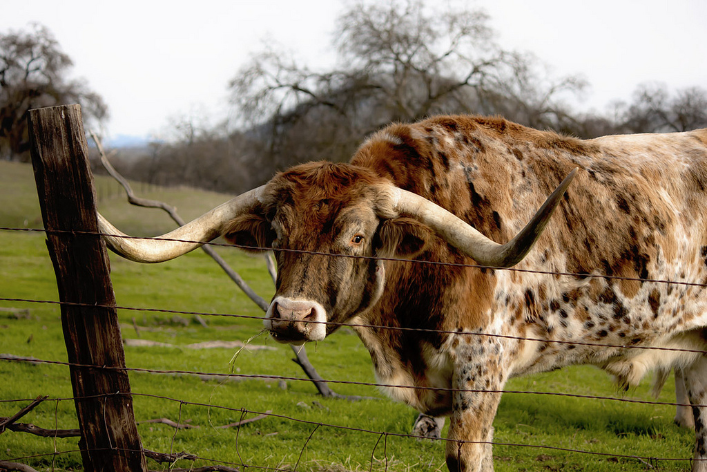 Hoe symboliseert de longhorn Texas?